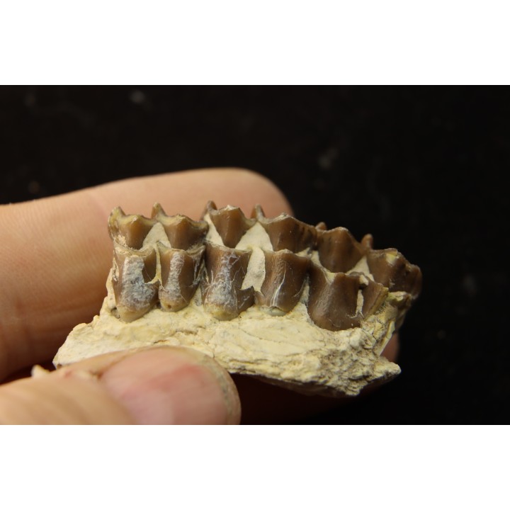 OREODON : Merycoidodon culbersoni - oligocène - Brule fmt - White river Badlands - S. Dakota, USA