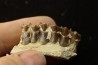 OREODON : Merycoidodon culbersoni - oligocène - Brule fmt - White river Badlands - S. Dakota, USA