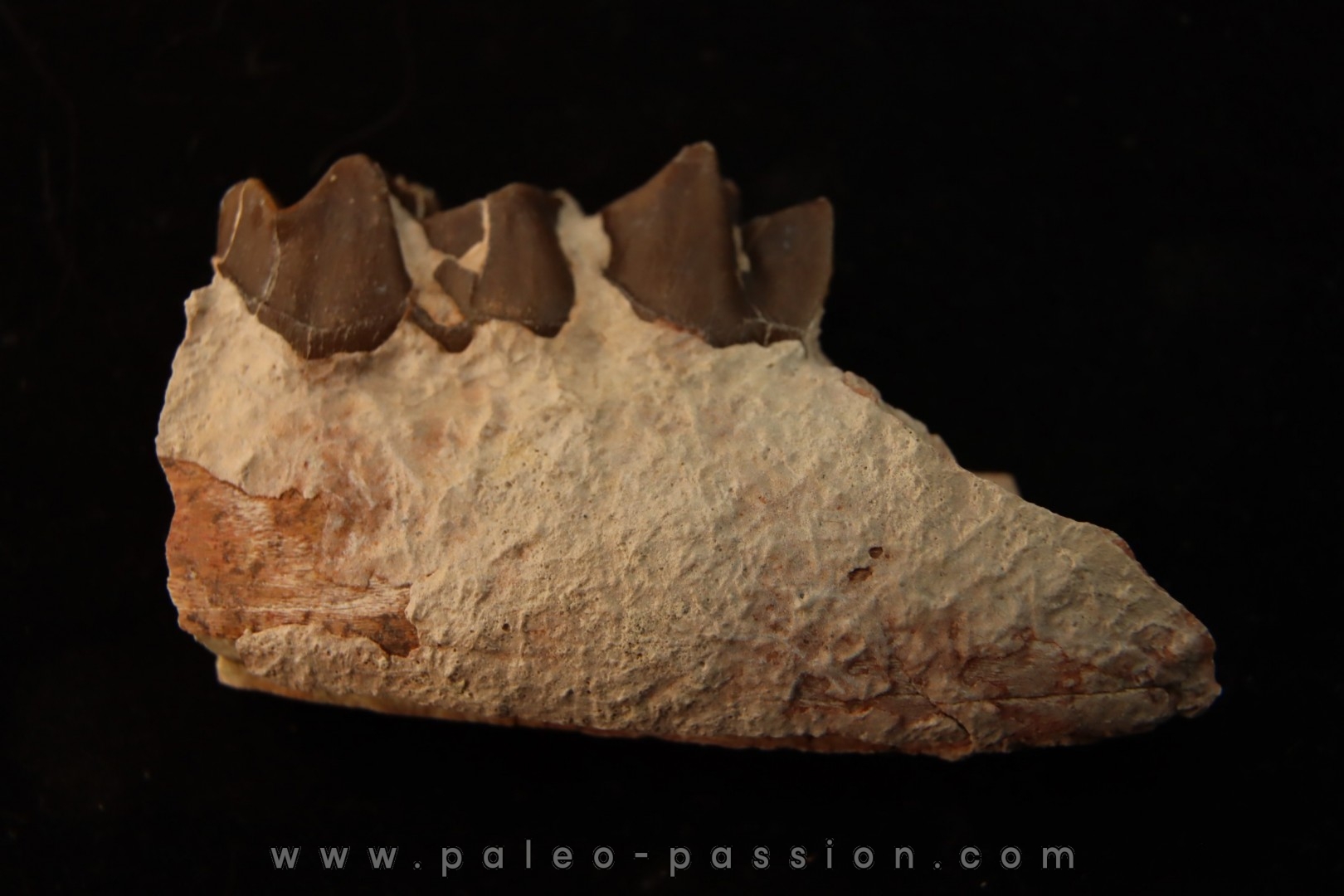 RHINOCEROS : Hyracodon sp. - oligocène - Brule fmt - White river Badlands - S. Dakota, USA