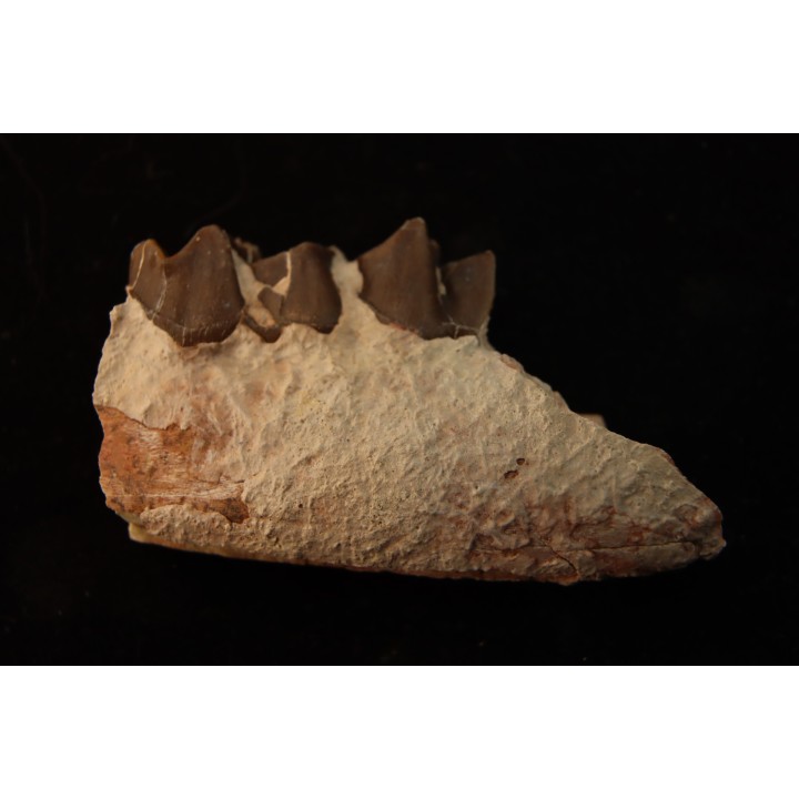 RHINOCEROS : Hyracodon sp. - oligocène - Brule fmt - White river Badlands - S. Dakota, USA