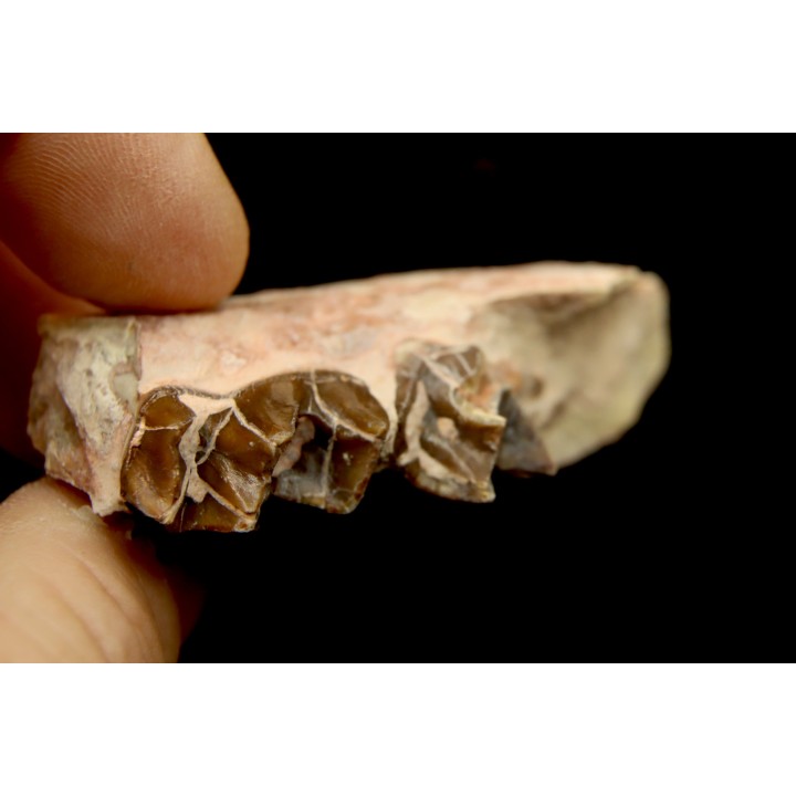 RHINOCEROS : Hyracodon sp. - oligocène - Brule fmt - White river Badlands - S. Dakota, USA