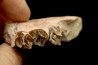 RHINOCEROS : Hyracodon sp. - oligocène - Brule fmt - White river Badlands - S. Dakota, USA