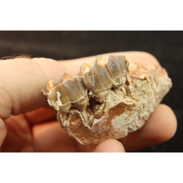 RHINOCEROS : Hyracodon sp. - oligocène - Brule fmt - White river Badlands - S. Dakota, USA