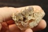 RHINOCEROS : Hyracodon sp. - oligocène - Brule fmt - White river Badlands - S. Dakota, USA