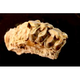 RHINOCEROS : Hyracodon sp. - oligocene - Brule fmt - White river Badlands - S. Dakota, USA