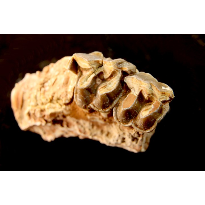 RHINOCEROS : Hyracodon sp. - oligocène - Brule fmt - White river Badlands - S. Dakota, USA