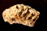 RHINOCEROS : Hyracodon sp. - oligocène - Brule fmt - White river Badlands - S. Dakota, USA