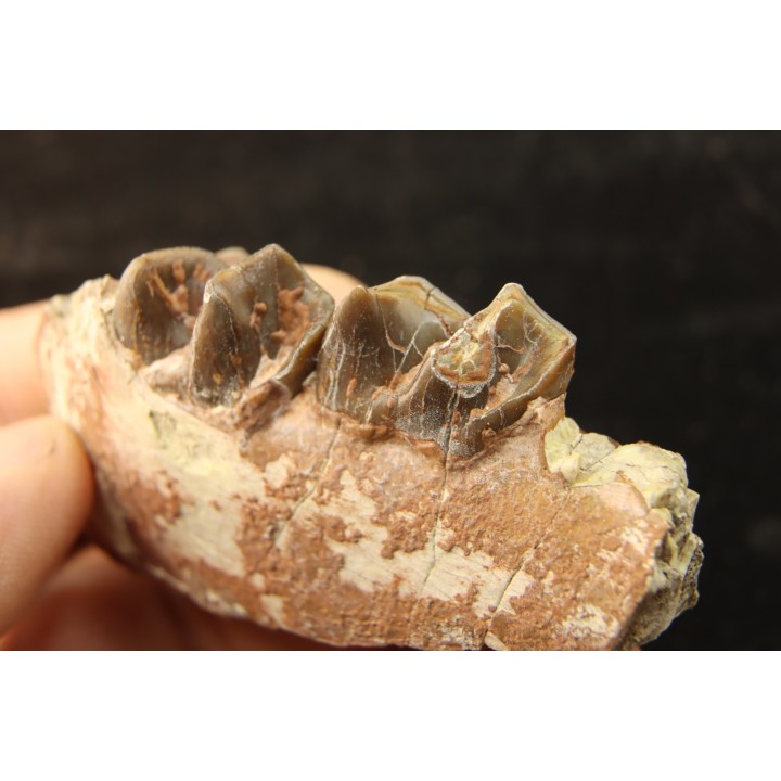 RHINOCEROS : Hyracodon sp. - oligocène - Brule fmt - White river Badlands - S. Dakota, USA