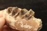 RHINOCEROS : Hyracodon sp. - oligocène - Brule fmt - White river Badlands - S. Dakota, USA