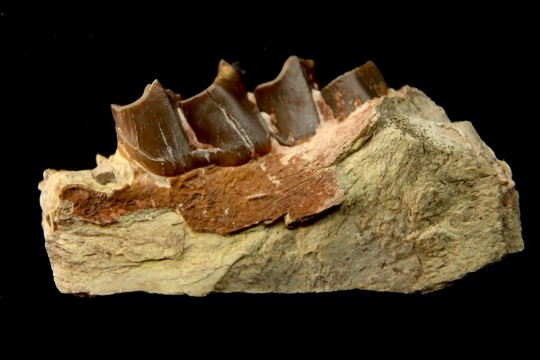 RHINOCEROS : Hyracodon sp. - oligocene - Brule fmt - White river ...