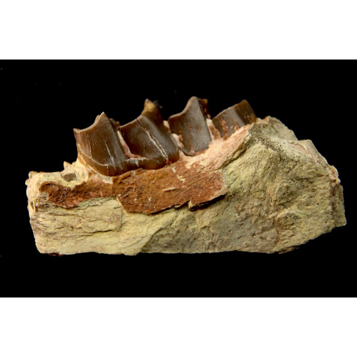 RHINOCEROS : Hyracodon sp. - oligocène - Brule fmt - White river Badlands - S. Dakota, USA