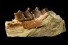 RHINOCEROS : Hyracodon sp. - oligocène - Brule fmt - White river Badlands - S. Dakota, USA