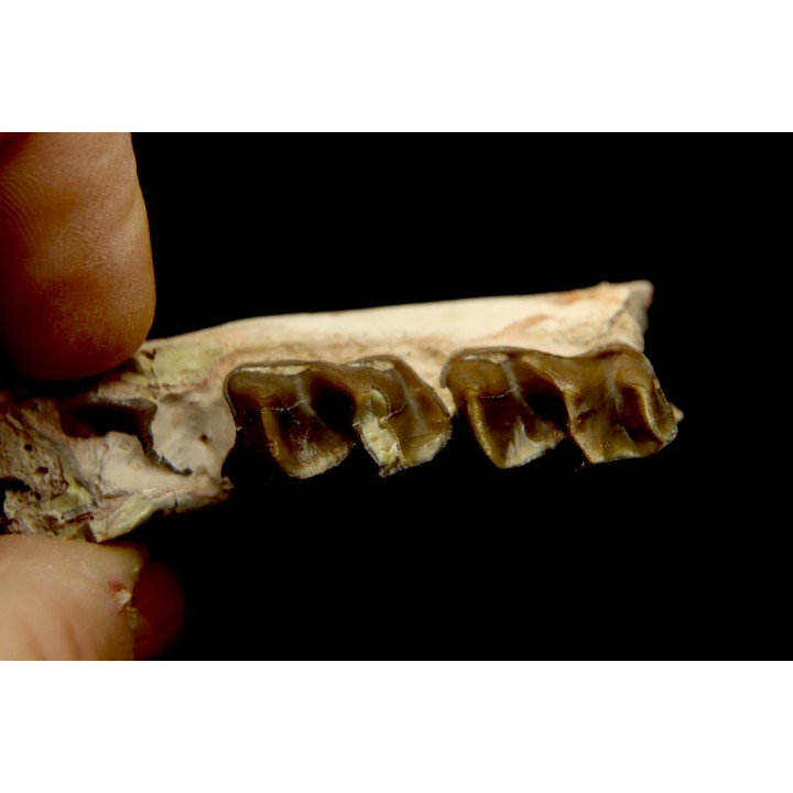 RHINOCEROS : Hyracodon sp. - oligocene - Brule fmt - White river Badlands - S. Dakota, USA