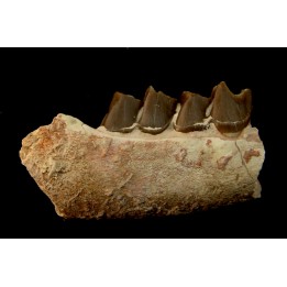 RHINOCEROS : Hyracodon sp. - oligocene - Brule fmt - White river Badlands - S. Dakota, USA
