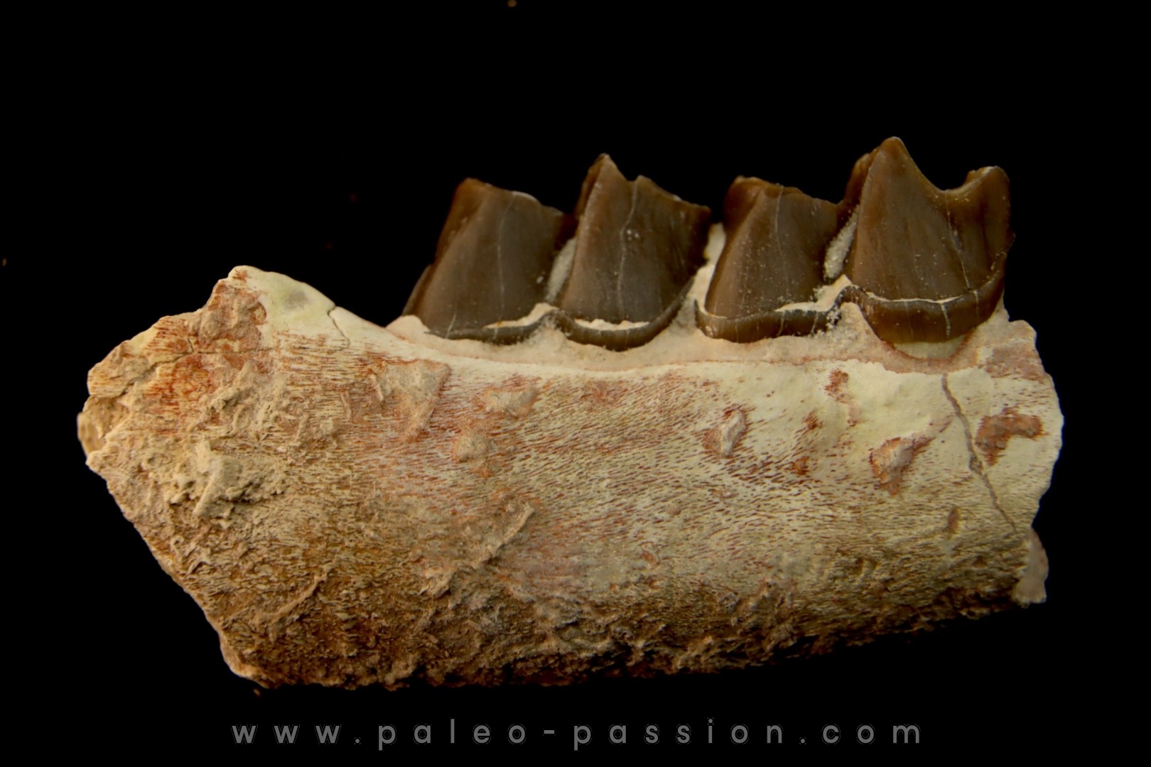 RHINOCEROS : Hyracodon sp. - oligocene - Brule fmt - White river Badlands - S. Dakota, USA