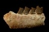 RHINOCEROS : Hyracodon sp. - oligocene - Brule fmt - White river Badlands - S. Dakota, USA