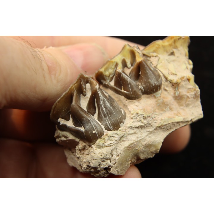 RHINOCEROS : Hyracodon sp. - oligocène - Brule fmt - White river Badlands - S. Dakota, USA