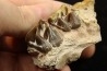 RHINOCEROS : Hyracodon sp. - oligocène - Brule fmt - White river Badlands - S. Dakota, USA
