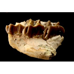 RHINOCEROS : Hyracodon sp. - oligocene - Brule fmt - White river Badlands - S. Dakota, USA