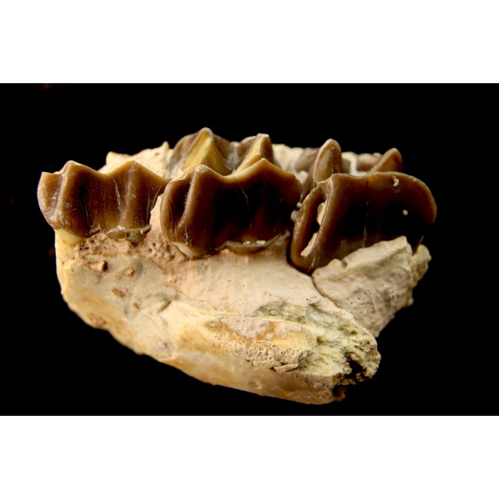 RHINOCEROS : Hyracodon sp. - oligocène - Brule fmt - White river Badlands - S. Dakota, USA