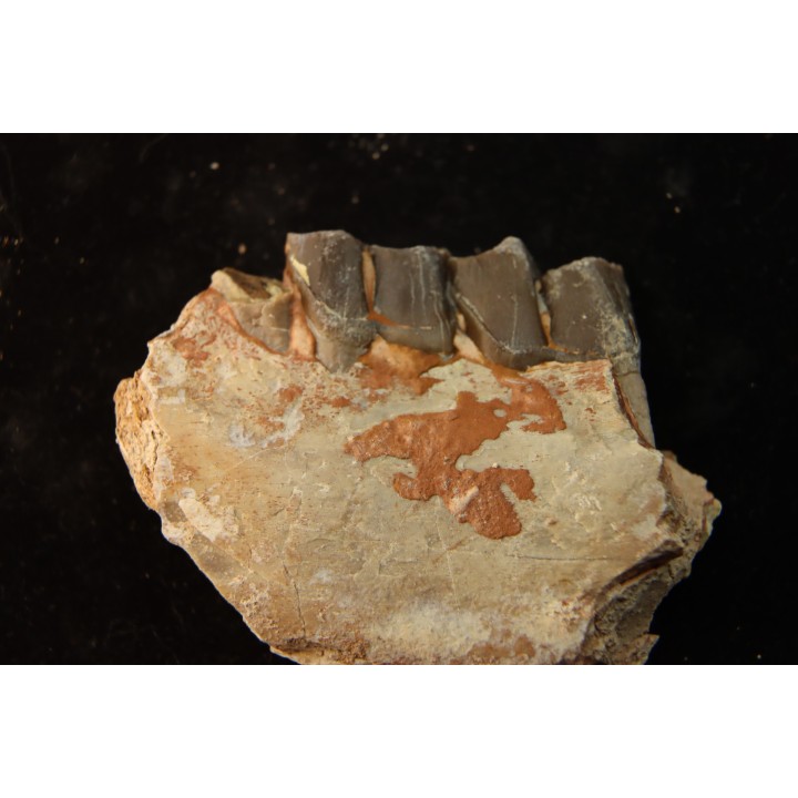 RHINOCEROS : Hyracodon sp. - oligocène - Brule fmt - White river Badlands - S. Dakota, USA