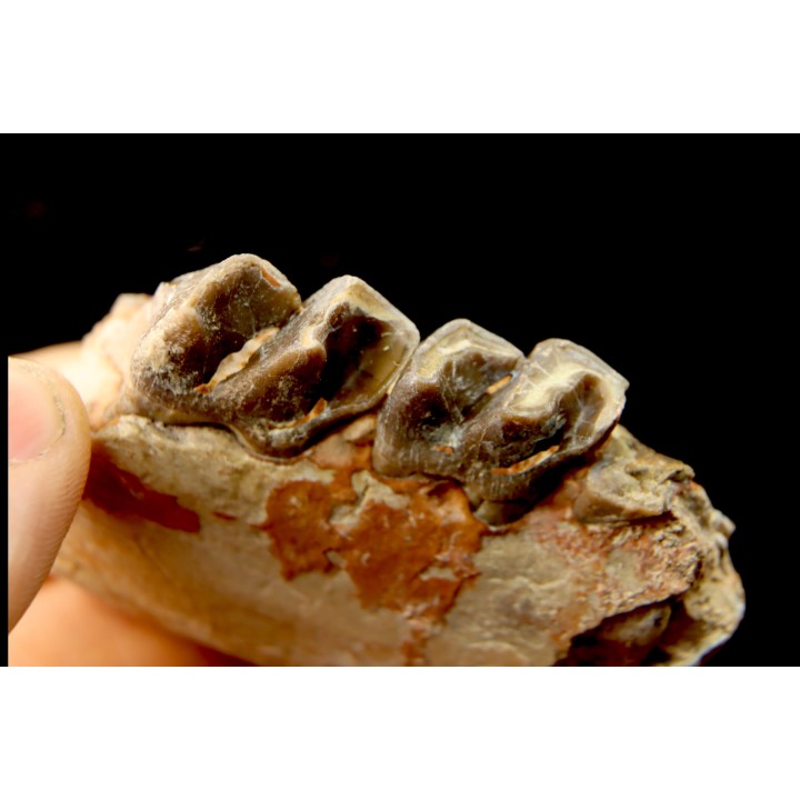 RHINOCEROS : Hyracodon sp. - oligocène - Brule fmt - White river Badlands - S. Dakota, USA