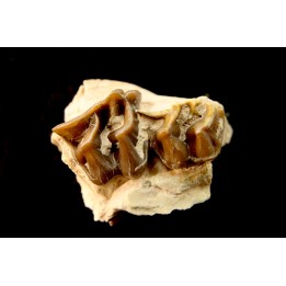 RHINOCEROS : Hyracodon sp. - oligocene - Brule fmt - White river Badlands - S. Dakota, USA