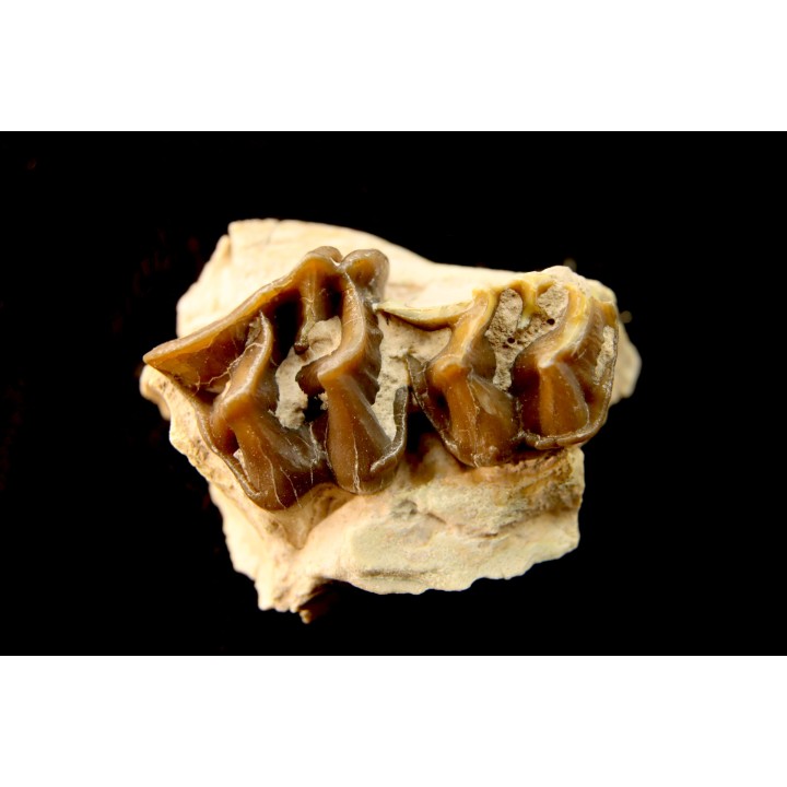 RHINOCEROS : Hyracodon sp. - oligocène - Brule fmt - White river Badlands - S. Dakota, USA