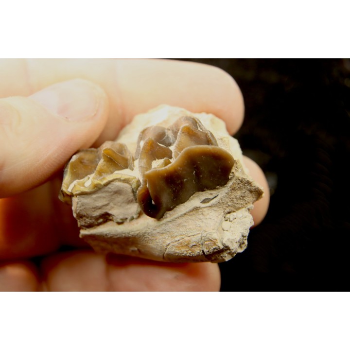 RHINOCEROS : Hyracodon sp. - oligocène - Brule fmt - White river Badlands - S. Dakota, USA