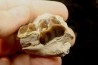 RHINOCEROS : Hyracodon sp. - oligocène - Brule fmt - White river Badlands - S. Dakota, USA