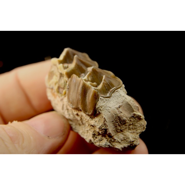 RHINOCEROS : Hyracodon sp. - oligocène - Brule fmt - White river Badlands - S. Dakota, USA