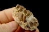 RHINOCEROS : Hyracodon sp. - oligocène - Brule fmt - White river Badlands - S. Dakota, USA