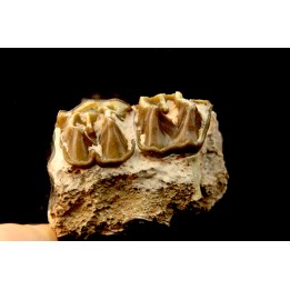 RHINOCEROS : Hyracodon sp. - oligocene - Brule fmt - White river Badlands - S. Dakota, USA