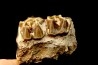 RHINOCEROS : Hyracodon sp. - oligocène - Brule fmt - White river Badlands - S. Dakota, USA