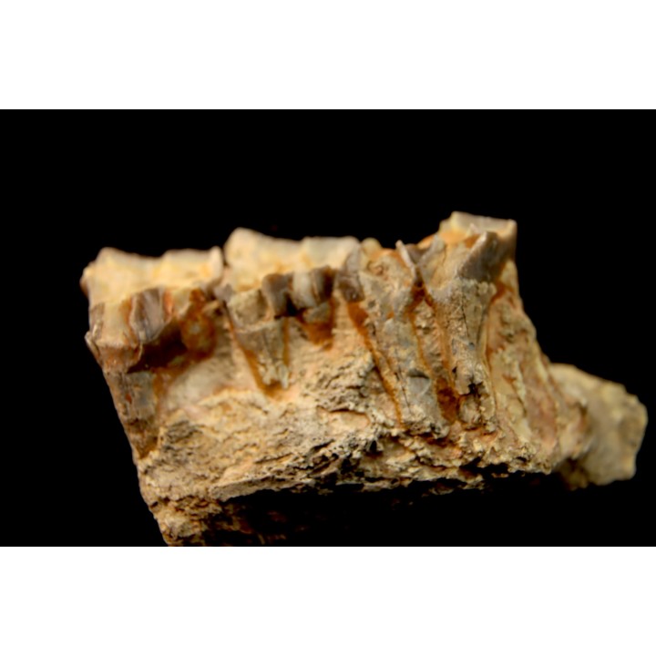 RHINOCEROS : Hyracodon sp. - oligocène - Brule fmt - White river Badlands - S. Dakota, USA