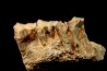 RHINOCEROS : Hyracodon sp. - oligocène - Brule fmt - White river Badlands - S. Dakota, USA