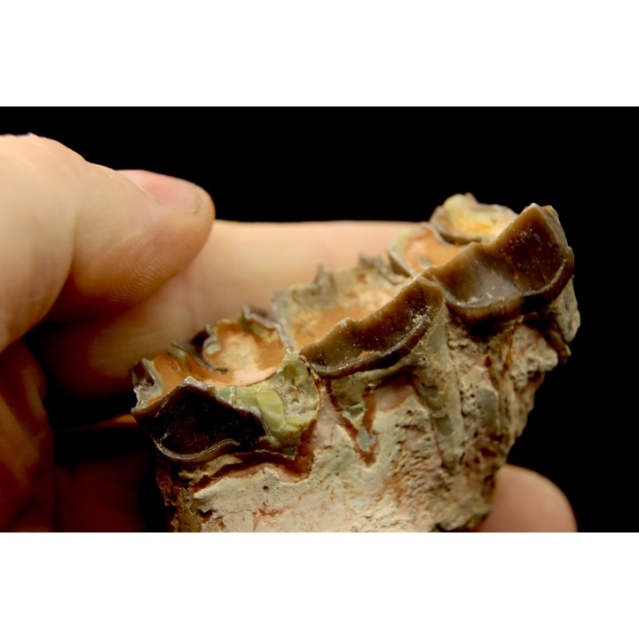 RHINOCEROS : Hyracodon sp. - oligocène - Brule fmt - White river Badlands - S. Dakota, USA
