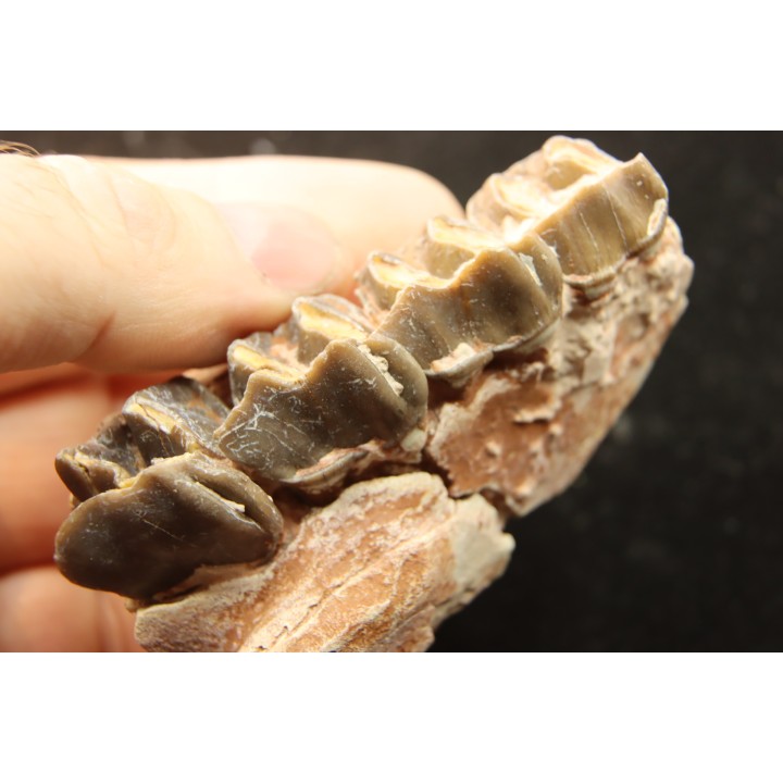 RHINOCEROS : Hyracodon sp. - oligocène - Brule fmt - White river Badlands - S. Dakota, USA