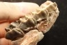 RHINOCEROS : Hyracodon sp. - oligocène - Brule fmt - White river Badlands - S. Dakota, USA