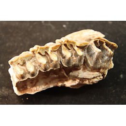 RHINOCEROS : Hyracodon sp. - oligocene - Brule fmt - White river Badlands - S. Dakota, USA