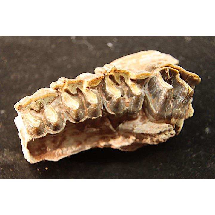 RHINOCEROS : Hyracodon sp. - oligocène - Brule fmt - White river Badlands - S. Dakota, USA