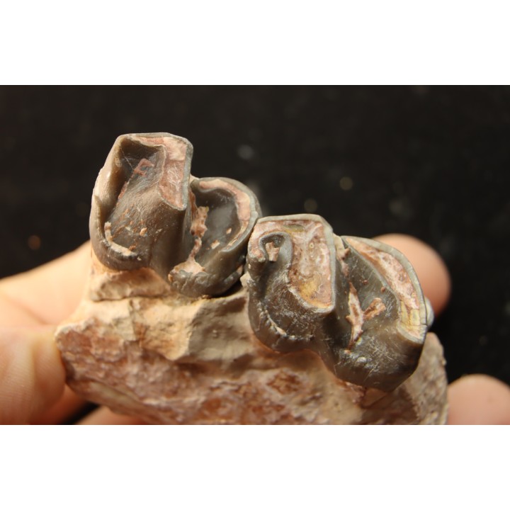RHINOCEROS : Hyracodon sp. - oligocene - Brule fmt - White river Badlands - S. Dakota, USA