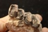RHINOCEROS : Hyracodon sp. - oligocene - Brule fmt - White river Badlands - S. Dakota, USA