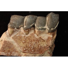 RHINOCEROS : Hyracodon sp. - oligocene - Brule fmt - White river Badlands - S. Dakota, USA