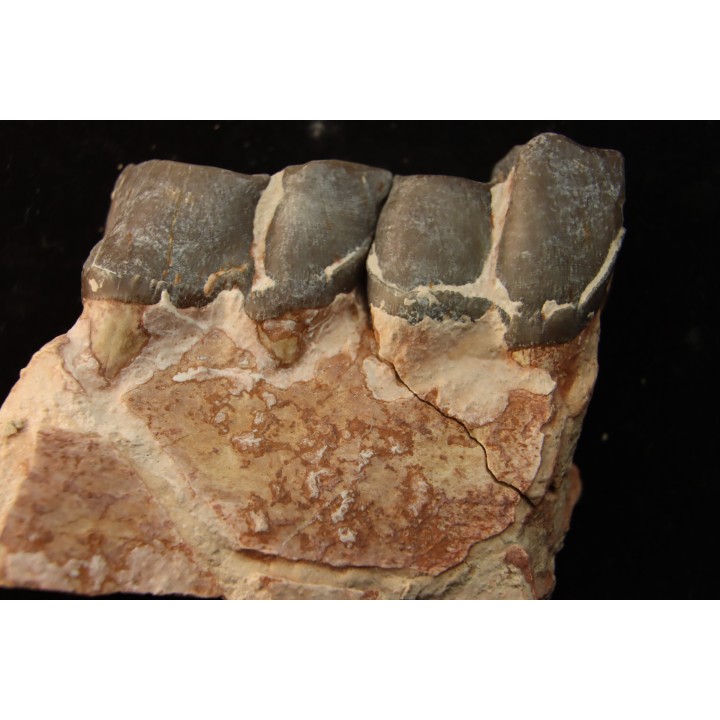 RHINOCEROS : Hyracodon sp. - oligocene - Brule fmt - White river Badlands - S. Dakota, USA
