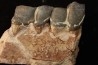 RHINOCEROS : Hyracodon sp. - oligocene - Brule fmt - White river Badlands - S. Dakota, USA