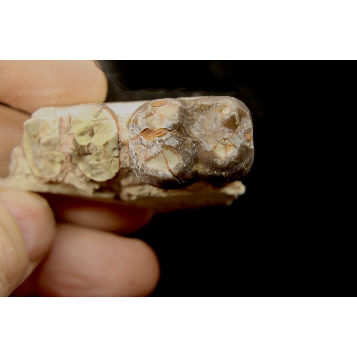 pig tooth :  Archaeotherium sp. - oligocène - Brule fmt - White river Badlands - S. Dakota, USA