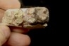 pig tooth :  Archaeotherium sp. - oligocène - Brule fmt - White river Badlands - S. Dakota, USA