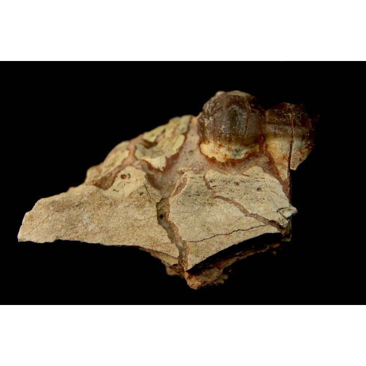 pig tooth :  Archaeotherium sp. - oligocène - Brule fmt - White river Badlands - S. Dakota, USA