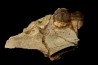 pig tooth :  Archaeotherium sp. - oligocène - Brule fmt - White river Badlands - S. Dakota, USA